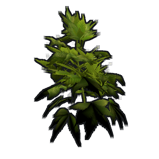 clone hemp