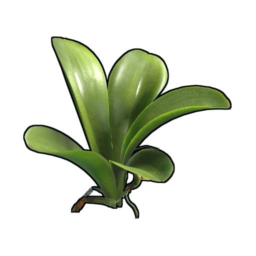 clone orchid