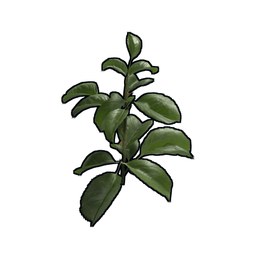 clone rose