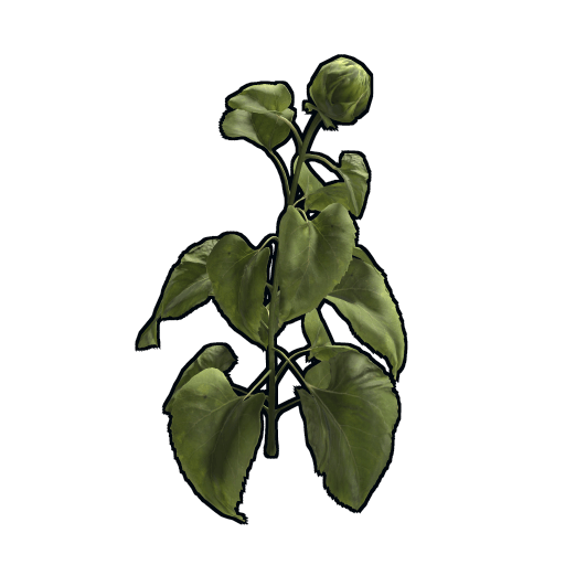 clone sunflower