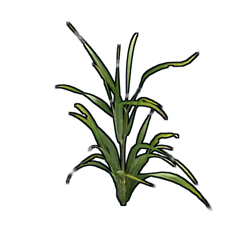 clone wheat