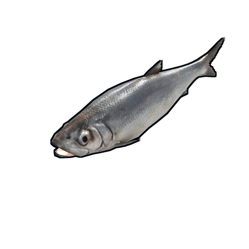 fish herring