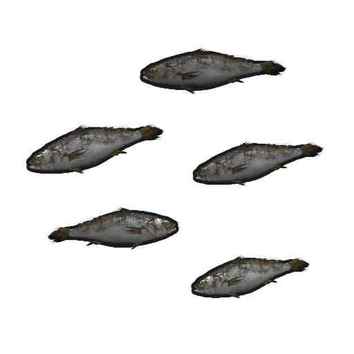 fish minnows