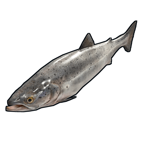 fish salmon