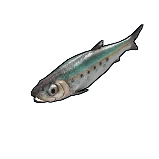 fish sardine