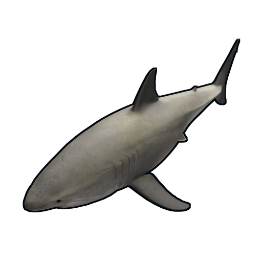 fish smallshark