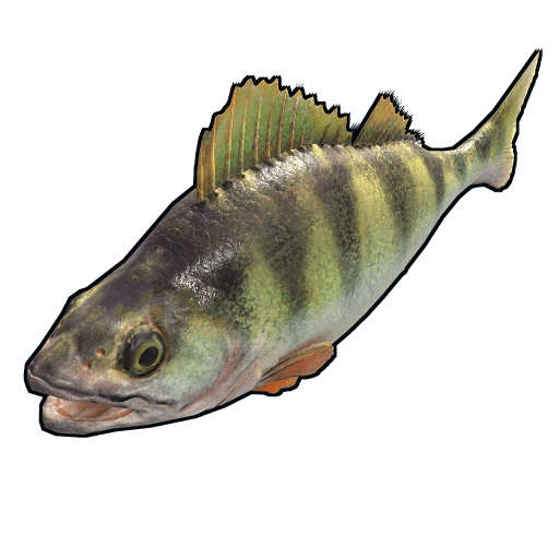 fish yellowperch
